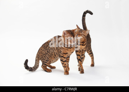 Bengal-Katzen, paar Stockfoto