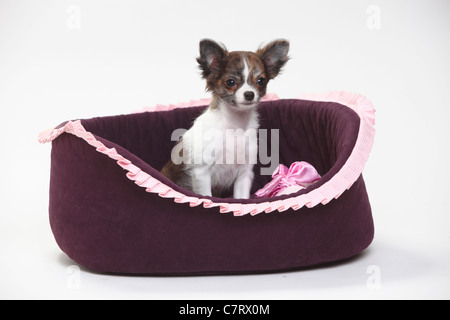 Chihuahua, Welpe, Langhaar, 3 1/2 Monate / der Hundekorb Stockfoto