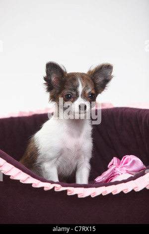 Chihuahua, Welpe, Langhaar, 3 1/2 Monate / der Hundekorb Stockfoto