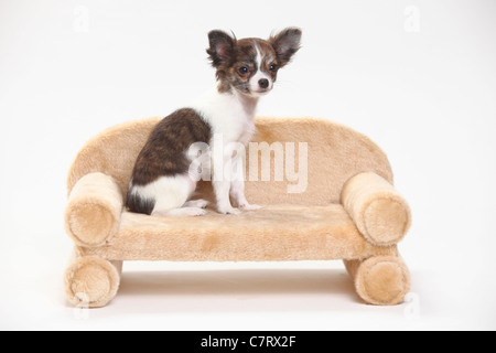 Chihuahua, Welpe, Langhaar, 3 1/2 Monate / Seite Stockfoto