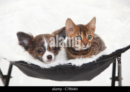 Chihuahua, Welpe, Langhaar, 3 1/2 Monate und Bengal-Katze, Kätzchen, 8 Wochen Stockfoto