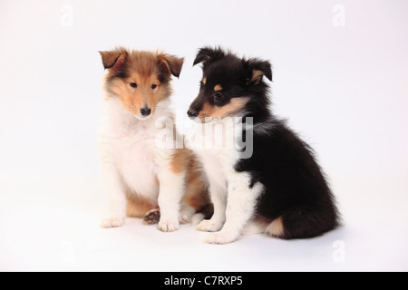 Rough Collies, Welpen, Zobel-weiß und Tricolor, 8 Wochen Stockfoto