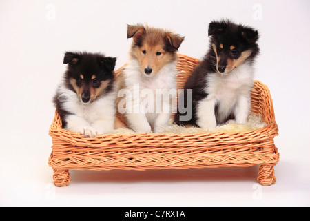 Rough Collies, Welpen, Zobel-weiß und Tricolor, 8 Wochen Stockfoto