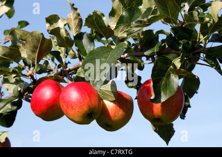 Zweig mit roten, Reifen Initial Äpfel bereit für die Kommissionierung am Pick your own Obstgarten in Trørød, Dänemark Stockfoto