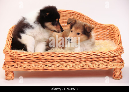 Rough Collies, Welpen, Zobel-weiß und Tricolor, 8 Wochen Stockfoto