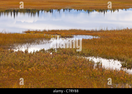 ALASKA, USA - Feuchtgebiete in der Nähe von Petersville Straße. Stockfoto