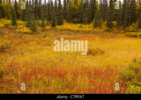 ALASKA, USA - Auenlandschaft in der Nähe von Petersville Straße. Stockfoto