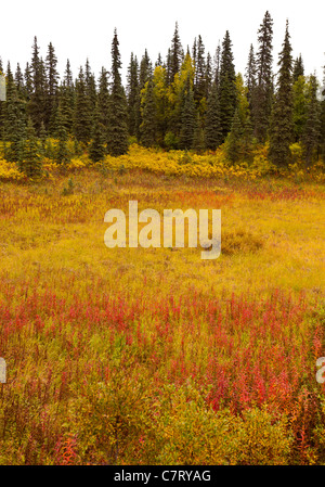 ALASKA, USA - Auenlandschaft in der Nähe von Petersville Straße. Stockfoto