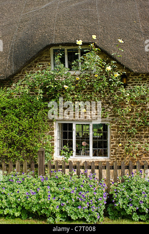 Reetdachhaus mit Rosen und Pelargonien in England UK Stockfoto