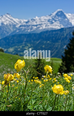 Gelbe Trollius Europaeus wachsen auf der Bergseite in Schweizer Alpen Stockfoto