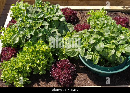 Salat und andere Gemüsen Pflanzen in einem kleinen Blumenkasten im Mai Stockfoto