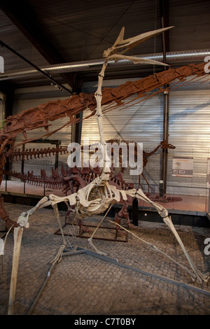 Sauriermuseum Esperaza, Frankreich Stockfoto