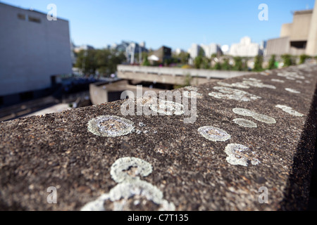 Flechten Sie auf einer Wand in der Nähe von der Queen Elizabeth Hallendach Garten, Southbank, London, UK... Stockfoto