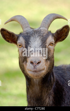 Nahaufnahme einer Ziege mit Hörnern Stockfoto