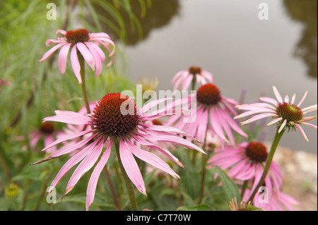 Rudbeckia Purpurea rosa Mais Blume Stockfoto