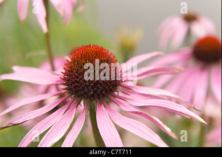 Rudbeckia Purpurea rosa Mais Blume Stockfoto