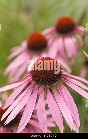 Rudbeckia Purpurea rosa Mais Blume Stockfoto