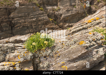 Saftige xerophytic Sedum hängend auf Schiefer Felswand und Ledge in windigen exponierten Bereich oberhalb Spritzbereich mit Flechten Stockfoto