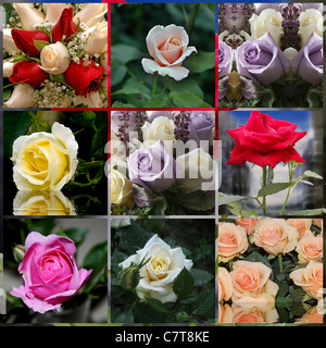 Schöne Blume Collage aus neun Fotos gemacht Stockfoto