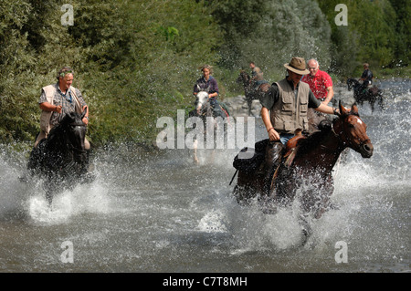 Pferde-trekking Stockfoto