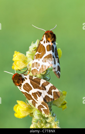 Europäische Schmetterlinge - Garten Tiger Moth - Arctia caja Stockfoto