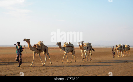 Afrika, Äthiopien, Danakil, Ferne Nomaden Wohnwagen Stockfoto