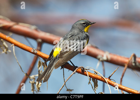 Gelb-Psephotus Warbler Dendroica Coronata Summer Lake, Oregon, USA 4 kann erwachsenen männlichen Audubon Rennen Parulidae Stockfoto