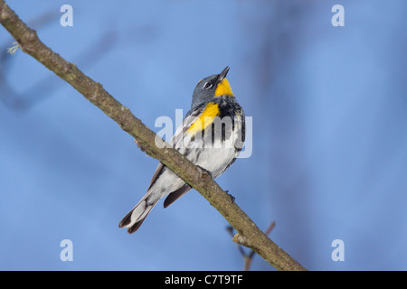 Gelb-Psephotus Warbler Dendroica Coronata Arcata, Kalifornien, USA 7 kann erwachsenen männlichen Audubons Rennen Parulidae Stockfoto