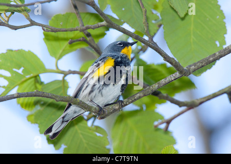 Gelb-Psephotus Warbler Dendroica Coronata Arcata, Kalifornien, USA 7 kann erwachsenen männlichen Audubons Rennen Parulidae Stockfoto