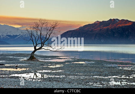 Wanaka Baum. Einsame Baum am Lake Wanaka spiegelt sich in den Pfützen bei Sonnenuntergang. Stockfoto