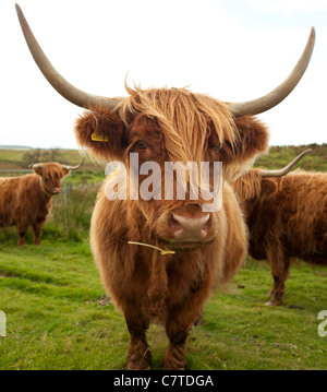Hardy Highland Cattle oder Kyloe mit Log Hörnern und roten braunen Mantel an Kilhern auf Southern Upland Way, Galloway, Schottland Stockfoto