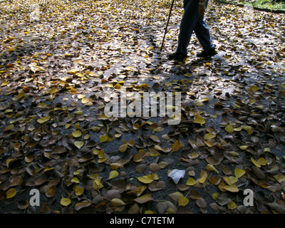 Ältere Menschen machen Sie einen Spaziergang in einem Stadtpark, Blätter fallen von den Bäumen fallen. Freizeit, Qualitätszeit. Stockfoto