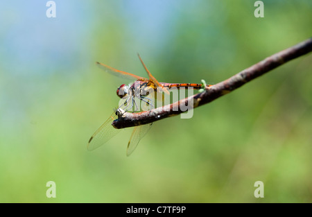 Gelb-winged Darter Drachen fliegen auf AST Rio Guadiana, Algarve, Portugal Stockfoto