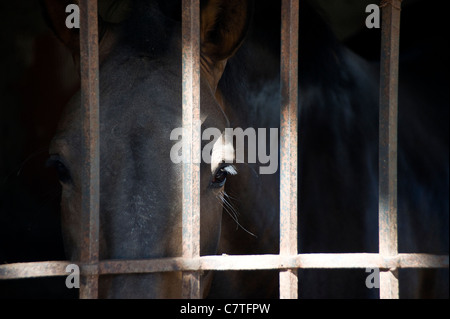 Pferd in der stabilen Suche durch Gitterstäbe Punta Umbria, Andalusien, Spanien Stockfoto