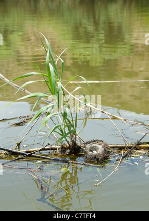 Vogelnest mit Eiern flussabwärts schwimmenden Stockfoto