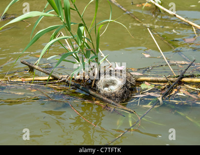 Vogelnest mit Eiern flussabwärts schwimmenden Stockfoto