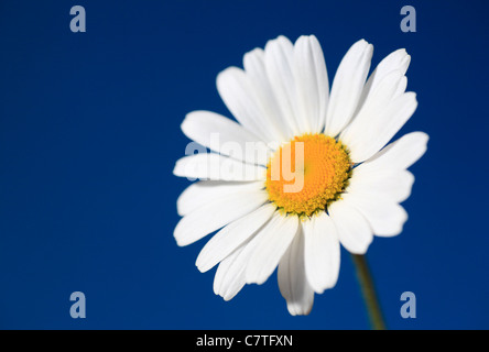 Daisy Blume auf einem blauen Hintergrund. Stockfoto