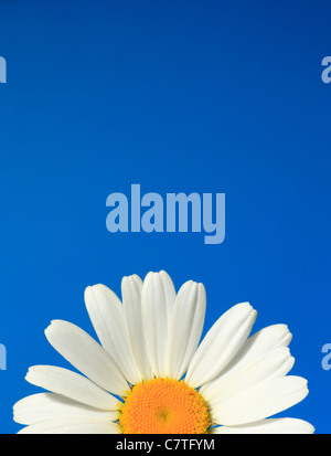 Daisy Blume auf einem blauen Hintergrund. Stockfoto