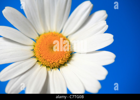 Daisy Blume auf einem blauen Hintergrund. Stockfoto