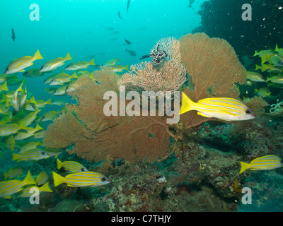 Schule der Schnapper herumschwimmen Gorgonien Stockfoto