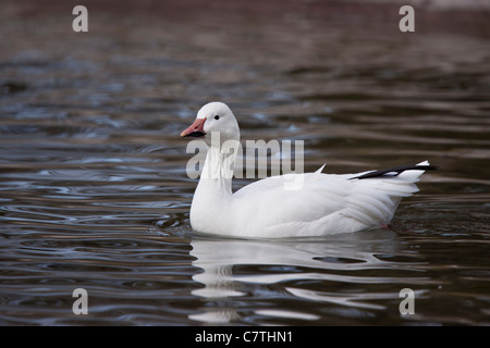 Schneegans Stockfoto