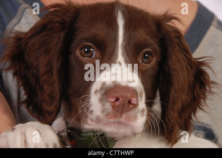 English Springer Spaniel Welpen, 3 Monate Stockfoto
