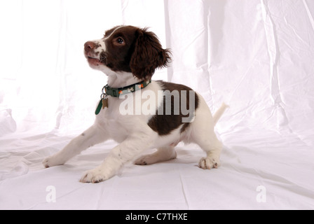 English Springer Spaniel Welpen, 3 Monate Stockfoto