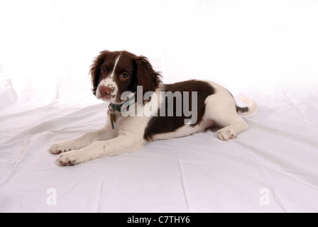 English Springer Spaniel Welpen, 3 Monate Stockfoto