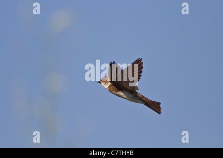 Uferschwalbe Stockfoto