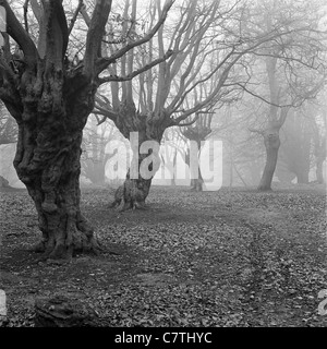 Alte knorrige Buche (oder möglicherweise Hainbuche) an einem nebligen Tag im Januar in Epping Forest, Essex Stockfoto