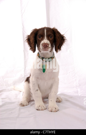 English Springer Spaniel Welpen, 3 Monate Stockfoto