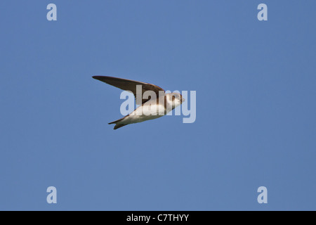 Uferschwalbe Stockfoto