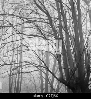 Alte buchenbepflanzte oder bestäubte Buchen (oder möglicherweise Hainbuche) an einem nebligen Tag im Januar in Epping Forest, Essex UK Stockfoto