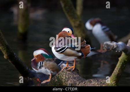 Aix Mandarin Mandarinente SCHöN SEITLICH Bunt Ente Ente Erpel